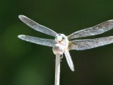 damsel & dragon flies