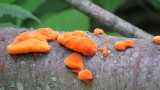 bright orange puffs
