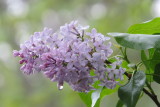lilac after a storm