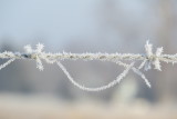 horse hair and barbed wire