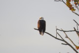 ::Eagles::