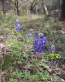 backyard bluebonnets.jpg