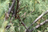 Western Olivaceous Warbler  (Iduna opaca)