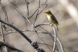 Melodious Warbler (Hippolais polyglotta)