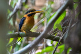 Rufous-collared Kingfisher (Actenoides concretus)