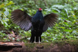 Salvadori's Pheasant (Lophura inornata inornata)
