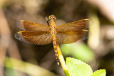 Dragonfly sp.