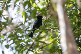 Sumatran Spangled Drongo (Dicrurus sumatranus)