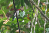 Chocolate-backed Kingfisher (Halcyon badia)