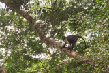 Diana Monkey (Cercopithecus diana)