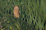 Rufous Fishing Owl (Scotopelia ussheri)