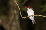 Chocolate-backed Kingfisher (Halcyon badia)