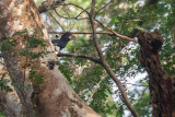 Piping Hornbill (Bycanistes fistulator)