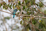 Woodland Kingfisher (Halcyon senegalensis)