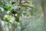 Honeyguide Greenbul (Baeopogon indicator)