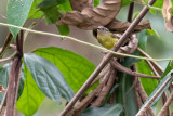 Lemon-bellied Crombec (Sylvietta denti)