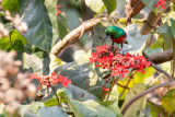 Olive-bellied Sunbird (Cinnyris chloropygius orphogaster)