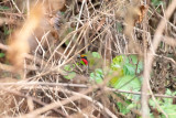 Gorgeous Bushshrike (Telophorus viridis viridis)