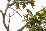 Miombo Wren-warbler (Calamonastes undosus cinereus)