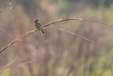 Yellow Bishop (Euplectes capensis)