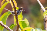 Grey Apalis (Apalis cinerea grandis)