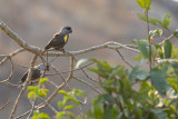 Rppells Parrot (Poicephalus rueppellii)