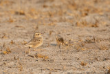 African Pipit (Anthus cinnamomeus)