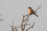 Chat Flycatcher (Melaenornis infuscatus benguellensis)