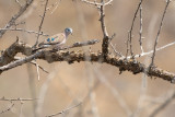 Emerald-spotted Wood Dove (Turtur chalcospilos)