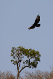 Verreauxs Eagle (Aquila verreauxii)