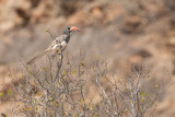 Monteiros Hornbill (Tockus monteiri)