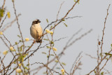 White-browed Sparrow-Weaver (Plocepasser mahali)