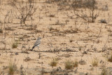 Karoo Chat (Emarginata schlegelii benguellensis)