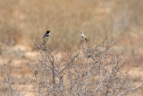 Mountain Wheatear (Myrmecocichla monticola albipileata)