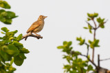 Rufous-naped Lark (Mirafra africana)