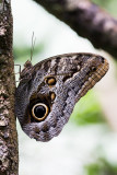 Pale Owl Butterfly (Caligo telamonius)