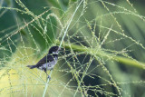 Variable Seedeater (Sporophila corvina hicksii)