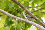 Plain-colored Tanager (Tangara inornata languens)