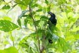 Greater Ani (Crotophaga major)