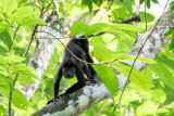 Mantled Howler Monkey (Alouatta palliata)