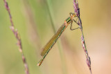 Common Spreadwing (Lestes sponsa)