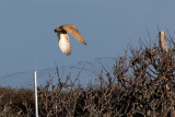 Western Barn Owl (Tyto alba guttata)