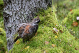 Hazel Grouse (Tetrastes bonasia)