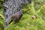 Hazel Grouse (Tetrastes bonasia)