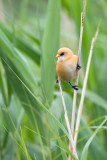 Bearded Reedling (Panurus biarmicus)