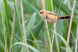 Bearded Reedling (Panurus biarmicus)