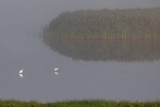 Great Egret (Ardea alba)