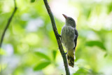São Tomé Oriole (Oriolus crassirostris)