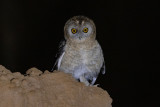 Desert Owl (Strix hadorami)