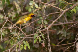 Rppells Weaver (Ploceus galbula)